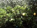 21a - Jardin Tropical 022